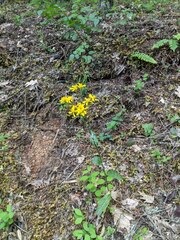 Senecio integerrimus