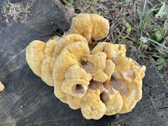 Laetiporus sulphureus