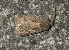 Agrotis bigramma