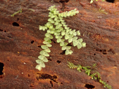 Calypogeia