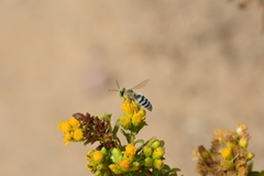Bembix americana comata