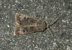 Agrotis bigramma