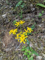 Senecio integerrimus