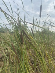 Typha domingensis