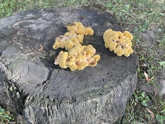 Laetiporus sulphureus
