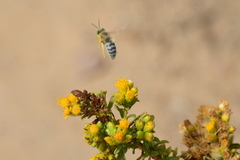 Bembix americana comata
