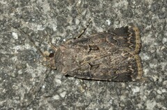 Agrotis bigramma