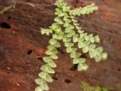 Calypogeia