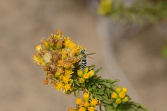 Bembix americana comata