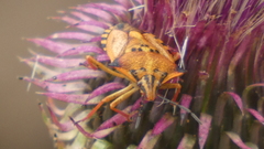 Carpocoris mediterraneus