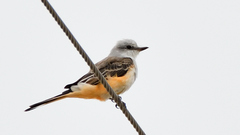 Tyrannus forficatus