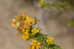 Bembix americana comata