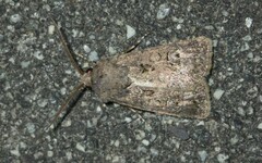 Agrotis bigramma