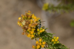 Bembix americana comata