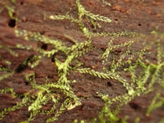 Cephalozia bicuspidata