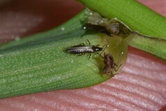 Thripoidea