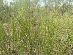 Chloracantha spinosa