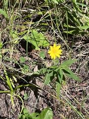 Hieracium umbellatum