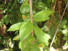 Prunus emarginata