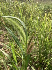 Setaria faberi