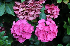 Hydrangea macrophylla