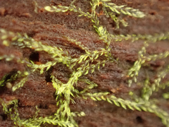 Cephalozia bicuspidata