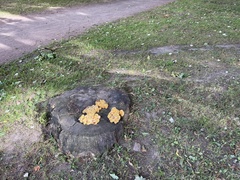 Laetiporus sulphureus