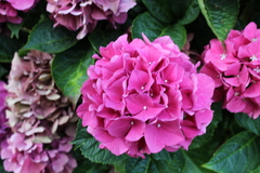 Hydrangea macrophylla