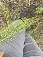 Chloracantha spinosa