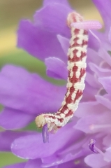 Eupithecia centaureata