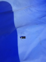 Oegoconia deauratella