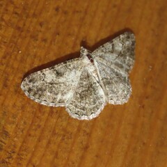 Geometridae