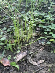 Allium vineale
