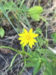 Hieracium umbellatum