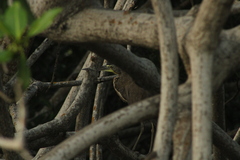 Tigrisoma mexicanum