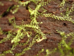 Cephalozia bicuspidata