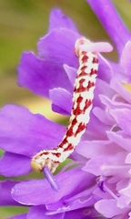 Eupithecia centaureata