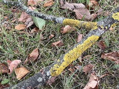 Xanthoria parietina