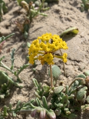 Abronia latifolia