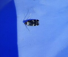 Oegoconia deauratella