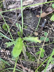 Hieracium umbellatum