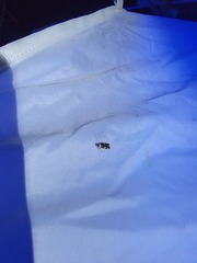 Oegoconia deauratella