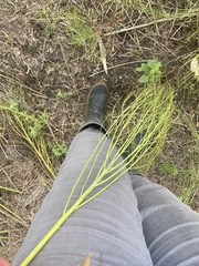 Chloracantha spinosa