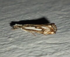 Catoptria falsella