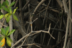 Tigrisoma mexicanum