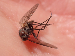 Symphoromyia