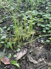 Allium vineale