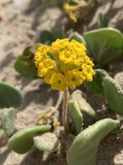 Abronia latifolia