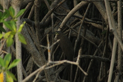 Tigrisoma mexicanum