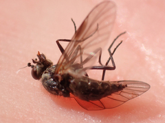 Symphoromyia